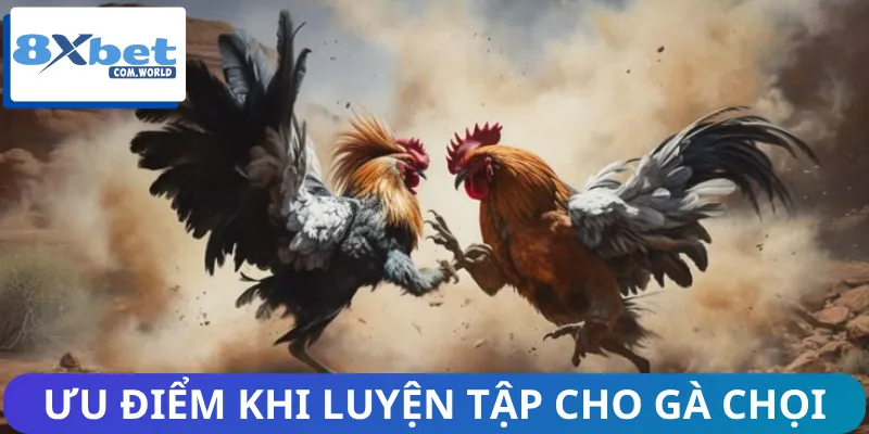 Ưu điểm khi thực hiện cách tập luyện cho gà chọi