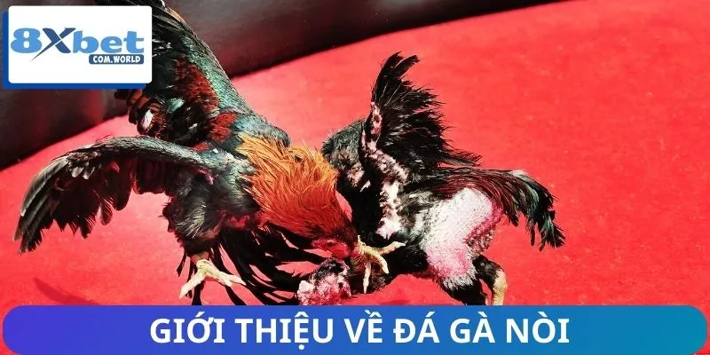Đá Gà Nòi | Trận Chiến Kịch Tính của Những Kê Thủ Huyền Thoại 1 Khái quát nhanh thông tin về đá gà nòi